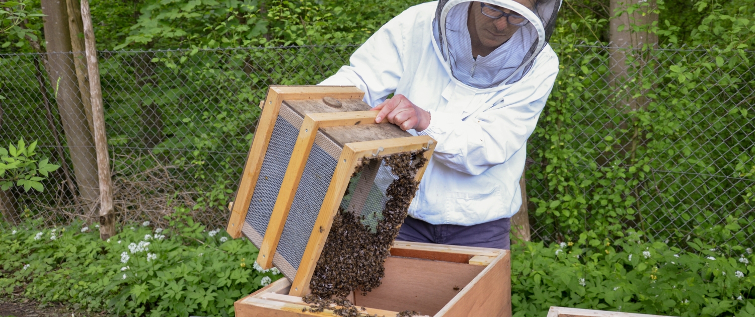 Imker Stefan Stauber siedelt eines seiner Bienenvölker um.