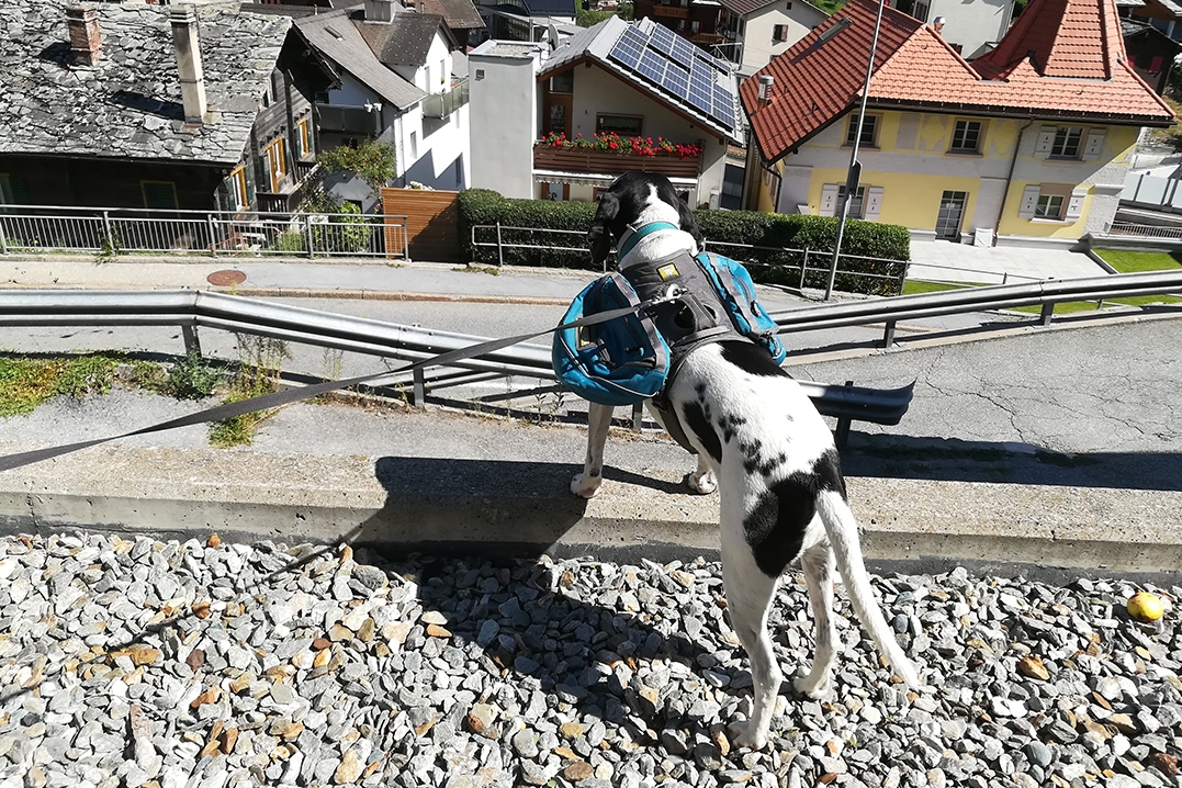 Hund Max beobachtet sein Revier in der Oberwalliser Gemeinde Stalden.